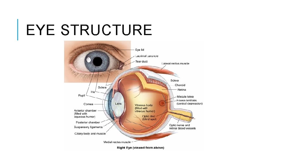 EYE STRUCTURE 