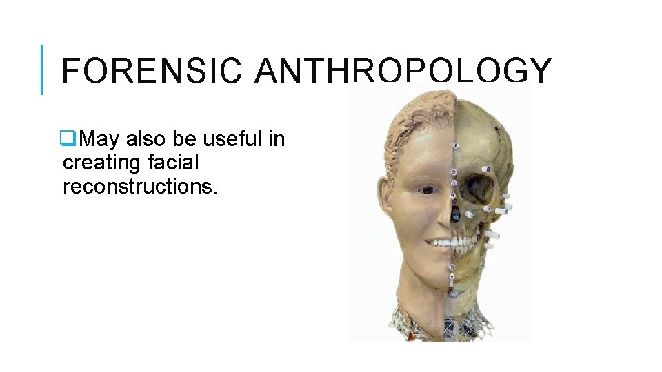 FORENSIC ANTHROPOLOGY q. May also be useful in creating facial reconstructions. 