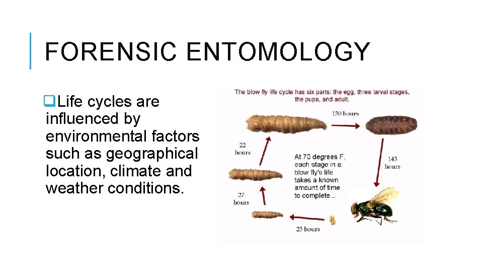 FORENSIC ENTOMOLOGY q. Life cycles are influenced by environmental factors such as geographical location,