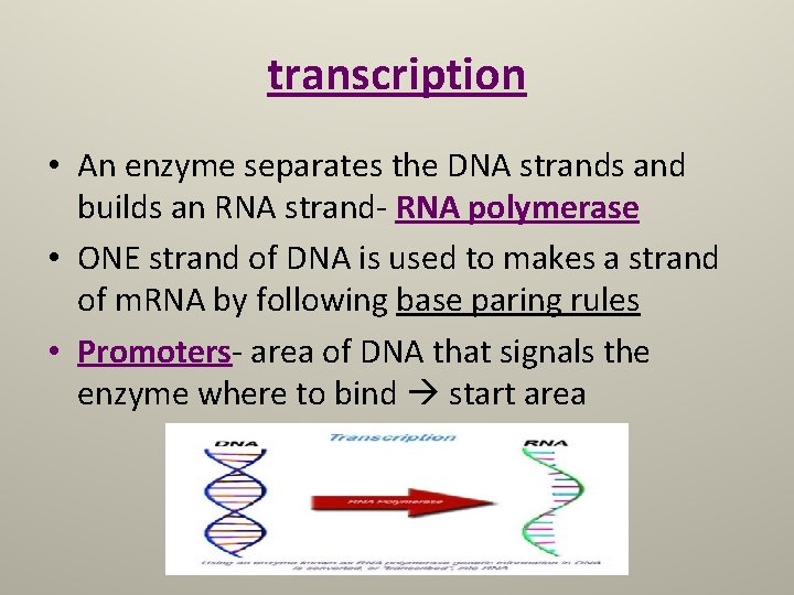 transcription • An enzyme separates the DNA strands and builds an RNA strand- RNA