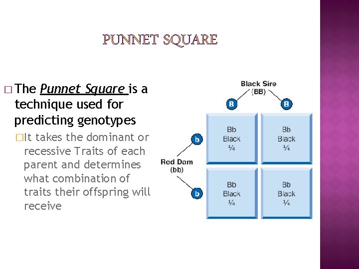 � The Punnet Square is a technique used for predicting genotypes �It takes the