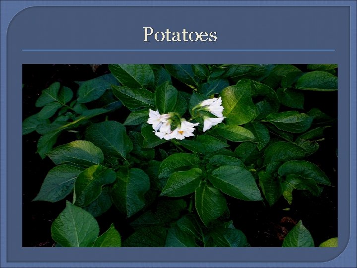 Potatoes Potatoes