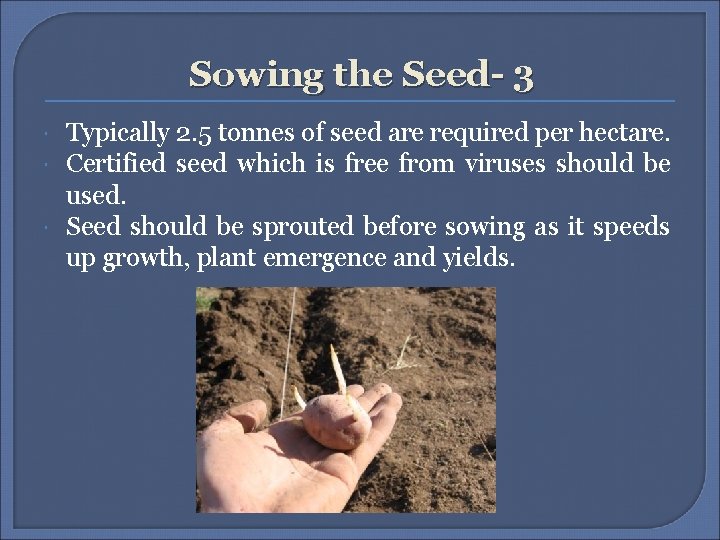 Sowing the Seed- 3 Typically 2. 5 tonnes of seed are required per hectare. Sowing the Seed- 3 Typically 2. 5 tonnes of seed are required per hectare.