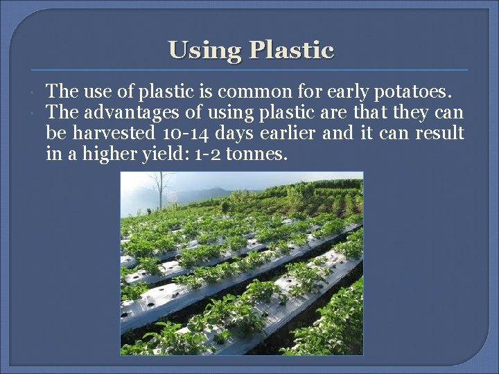 Using Plastic The use of plastic is common for early potatoes. The advantages of Using Plastic The use of plastic is common for early potatoes. The advantages of
