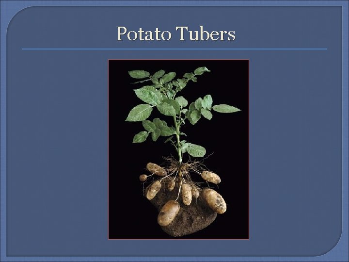 Potato Tubers Potato Tubers
