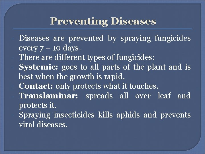 Preventing Diseases are prevented by spraying fungicides every 7 – 10 days. There are Preventing Diseases are prevented by spraying fungicides every 7 – 10 days. There are