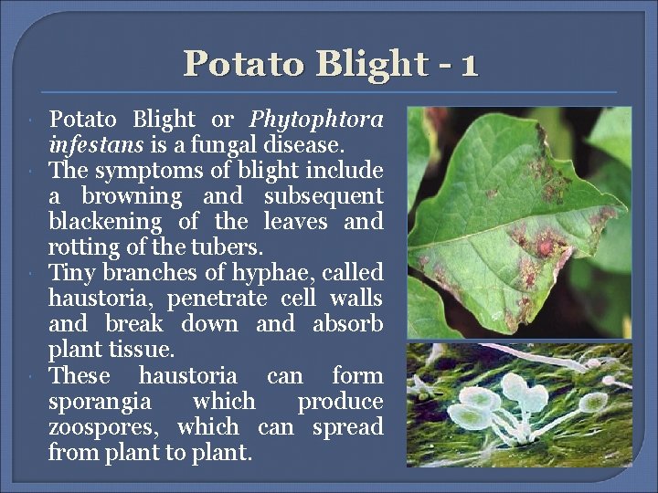 Potato Blight - 1 Potato Blight or Phytophtora infestans is a fungal disease. The Potato Blight - 1 Potato Blight or Phytophtora infestans is a fungal disease. The