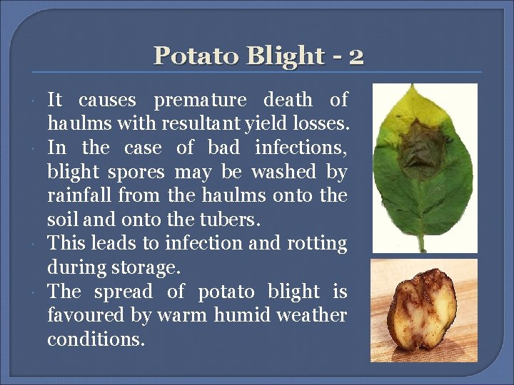 Potato Blight - 2 It causes premature death of haulms with resultant yield losses. Potato Blight - 2 It causes premature death of haulms with resultant yield losses.