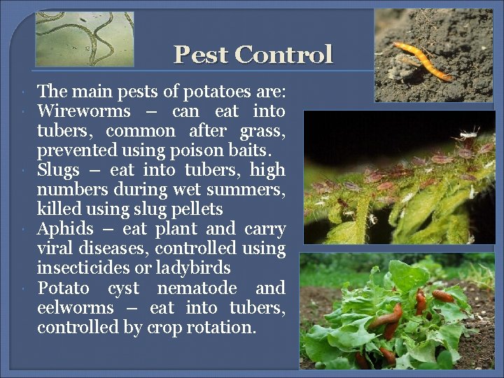 Pest Control The main pests of potatoes are: Wireworms – can eat into tubers, Pest Control The main pests of potatoes are: Wireworms – can eat into tubers,