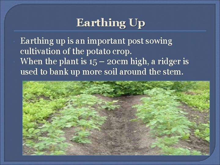 Earthing Up Earthing up is an important post sowing cultivation of the potato crop. Earthing Up Earthing up is an important post sowing cultivation of the potato crop.