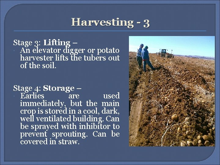 Harvesting - 3 Stage 3: Lifting – An elevator digger or potato harvester lifts Harvesting - 3 Stage 3: Lifting – An elevator digger or potato harvester lifts