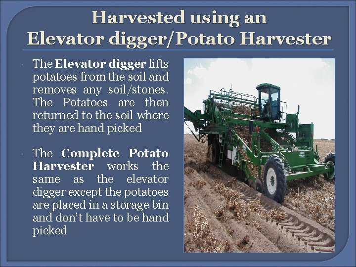 Harvested using an Elevator digger/Potato Harvester The Elevator digger lifts potatoes from the soil Harvested using an Elevator digger/Potato Harvester The Elevator digger lifts potatoes from the soil