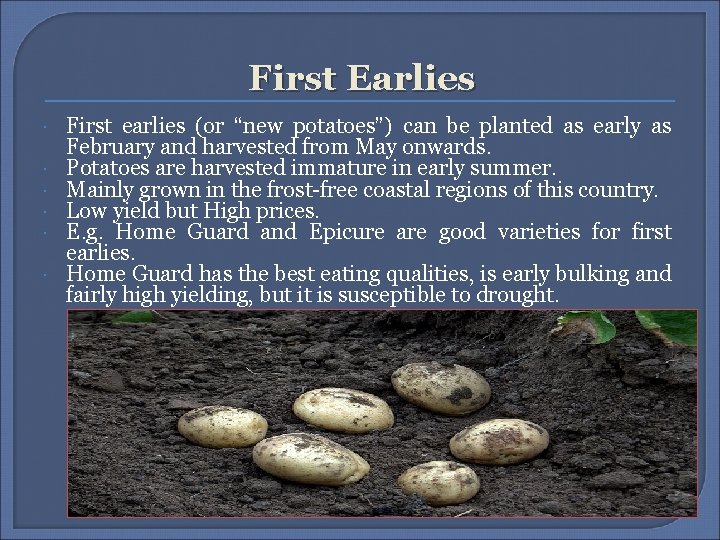 First Earlies First earlies (or “new potatoes”) can be planted as early as February First Earlies First earlies (or “new potatoes”) can be planted as early as February