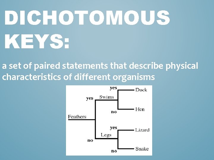 DICHOTOMOUS KEYS: a set of paired statements that describe physical characteristics of different organisms