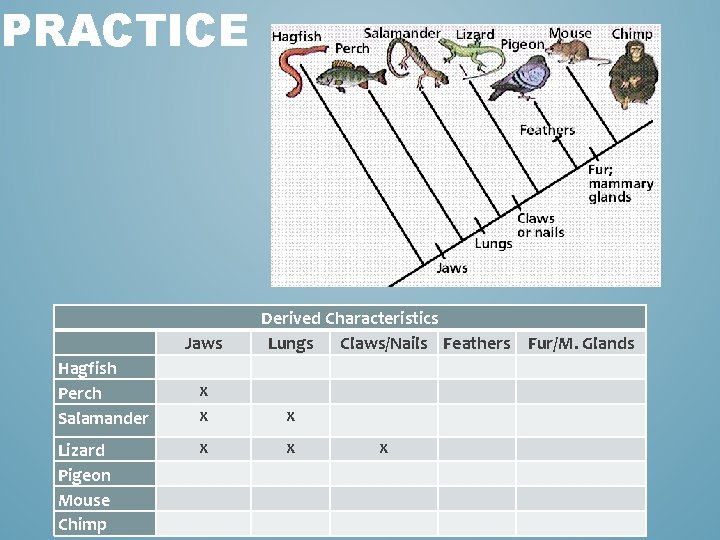 PRACTICE Jaws Hagfish Perch Salamander Lizard Pigeon Mouse Chimp Derived Characteristics Lungs Claws/Nails Feathers