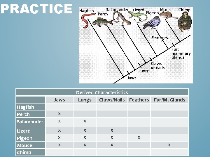 PRACTICE Jaws Hagfish Perch Salamander Lizard Pigeon Mouse Chimp Derived Characteristics Lungs Claws/Nails Feathers