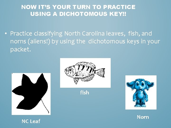 NOW IT’S YOUR TURN TO PRACTICE USING A DICHOTOMOUS KEY!! • Practice classifying North