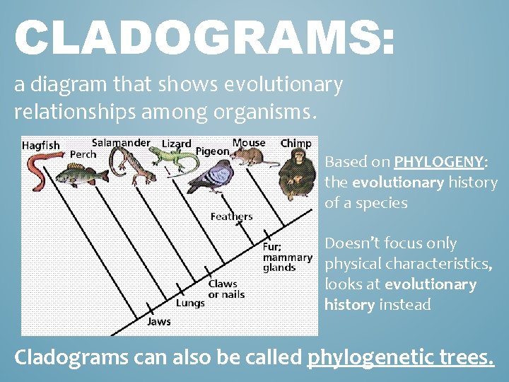 CLADOGRAMS: a diagram that shows evolutionary relationships among organisms. Based on PHYLOGENY: the evolutionary
