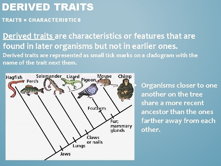 DERIVED TRAITS = CHARACTERISTICS Derived traits are characteristics or features that are found in