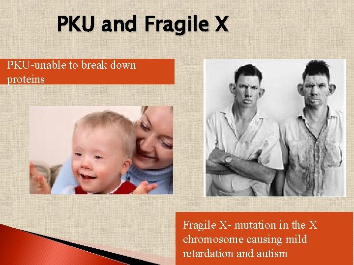 PKU and Fragile X PKU-unable to break down proteins Fragile X- mutation in the