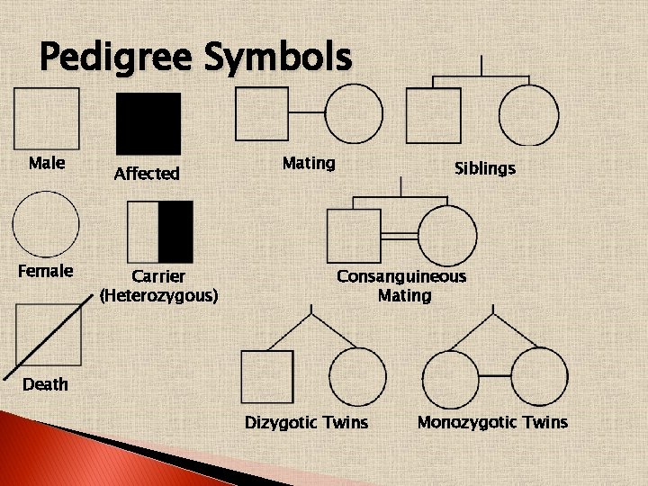 Pedigree Symbols Male Female Affected Carrier (Heterozygous) Mating Siblings Consanguineous Mating Death Dizygotic Twins