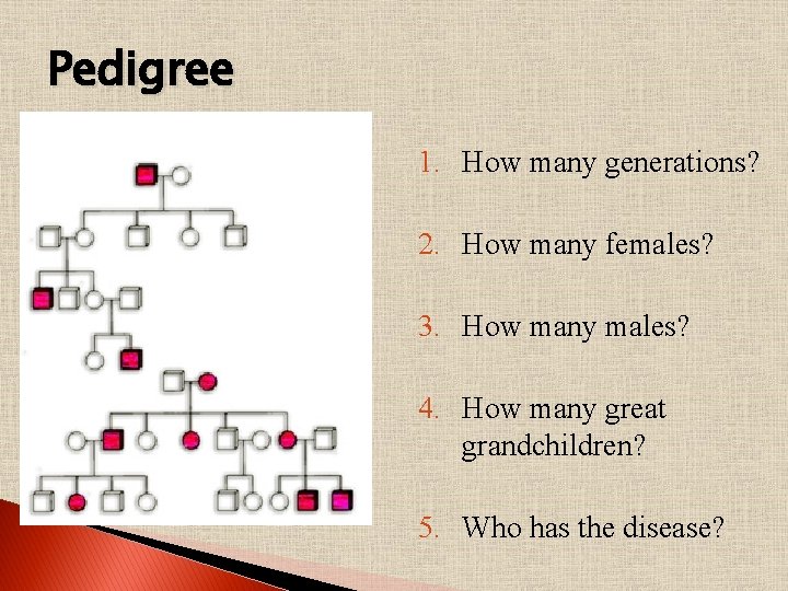 Pedigree 1. How many generations? 2. How many females? 3. How many males? 4.