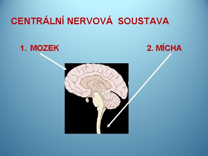 CENTRÁLNÍ NERVOVÁ SOUSTAVA 1. MOZEK 2. MÍCHA 