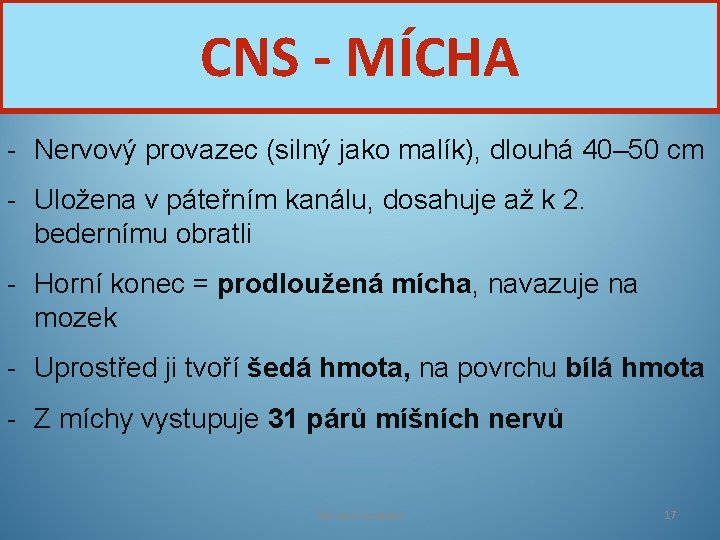 CNS - MÍCHA - Nervový provazec (silný jako malík), dlouhá 40– 50 cm -