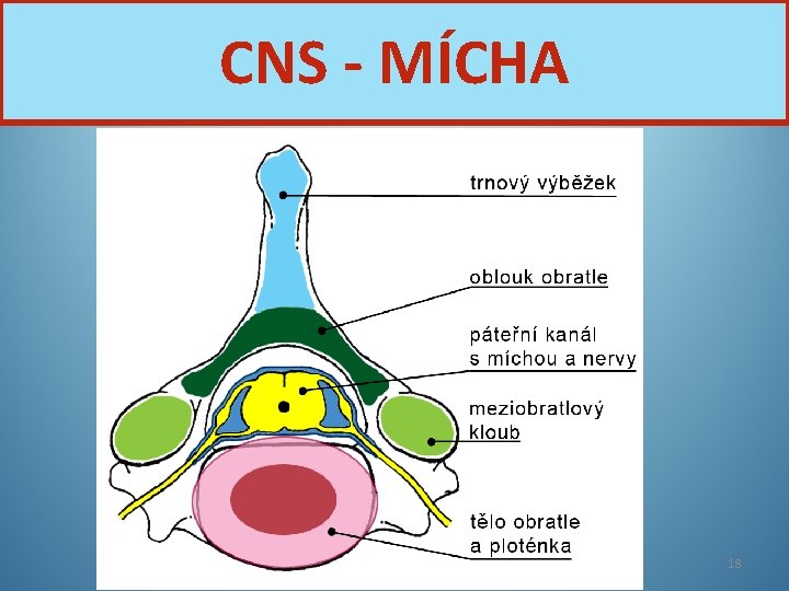 CNS - MÍCHA Nervová soustava 18 