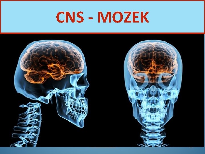 CNS - MOZEK Nervová soustava 20 