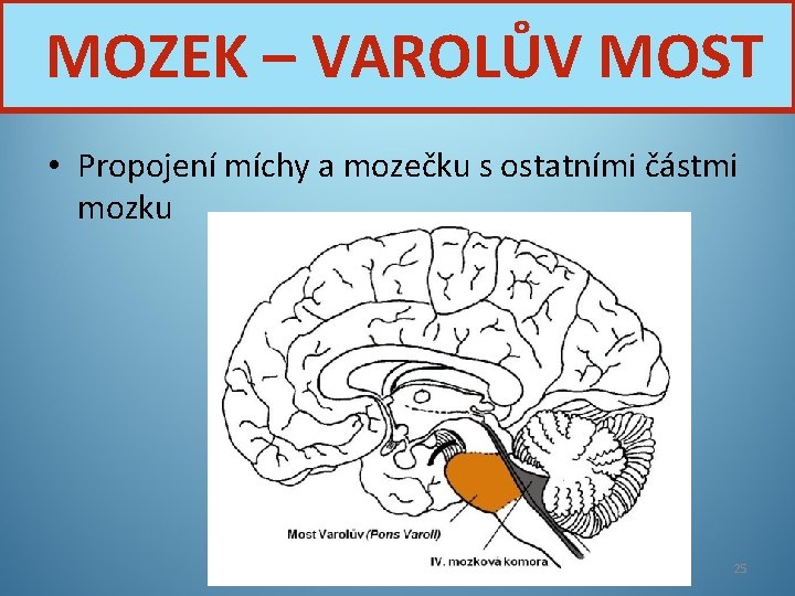 MOZEK – VAROLŮV MOST • Propojení míchy a mozečku s ostatními částmi mozku Nervová