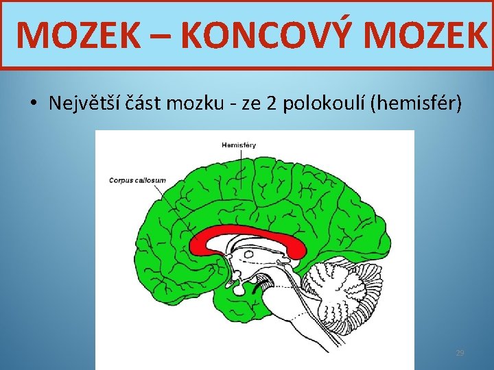 MOZEK – KONCOVÝ MOZEK • Největší část mozku - ze 2 polokoulí (hemisfér) Nervová