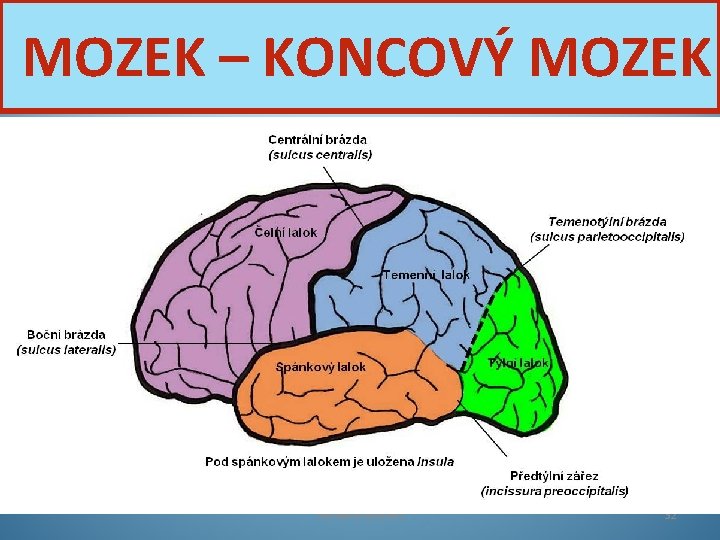 MOZEK – KONCOVÝ MOZEK Nervová soustava 32 