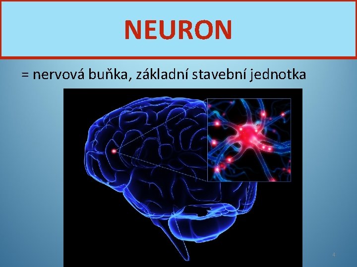 NEURON = nervová buňka, základní stavební jednotka Nervová soustava 4 