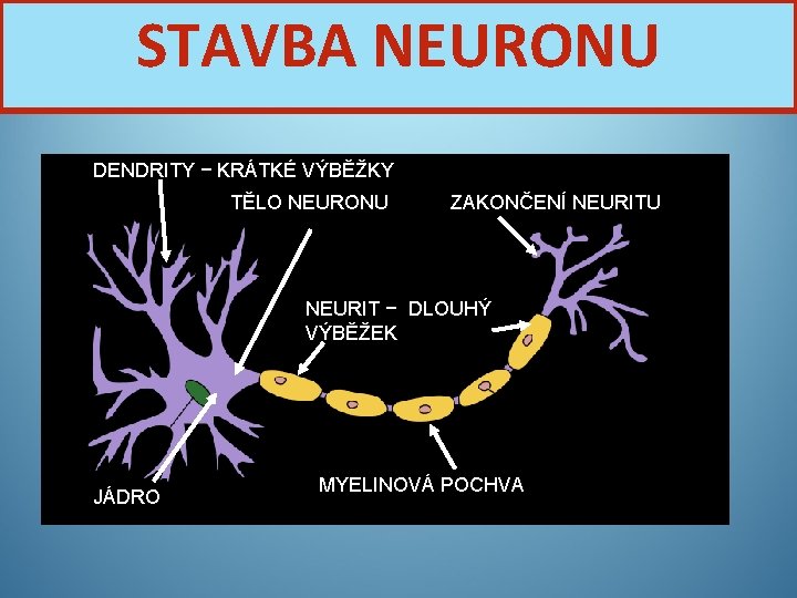 STAVBA NEURONU DENDRITY − KRÁTKÉ VÝBĚŽKY TĚLO NEURONU ZAKONČENÍ NEURITU NEURIT − DLOUHÝ VÝBĚŽEK