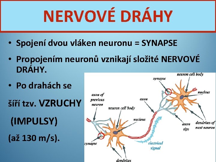 NERVOVÉ DRÁHY • Spojení dvou vláken neuronu = SYNAPSE • Propojením neuronů vznikají složité