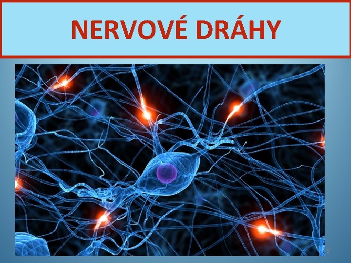 NERVOVÉ DRÁHY Nervová soustava 9 
