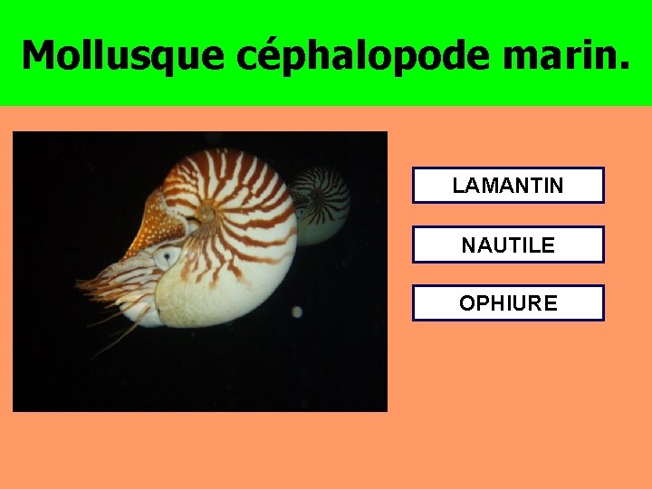 Mollusque céphalopode marin. LAMANTIN NAUTILE OPHIURE 