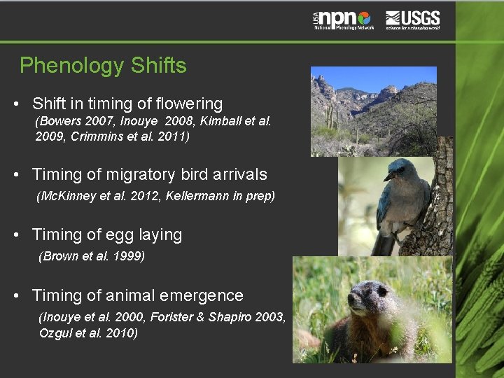 Phenology Shifts • Shift in timing of flowering (Bowers 2007, Inouye 2008, Kimball et