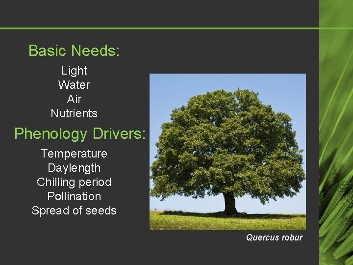 Basic Needs: Light Water Air Nutrients Phenology Drivers: Temperature Daylength Chilling period Pollination Spread