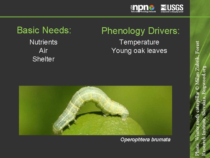 Phenology Drivers: Nutrients Air Shelter Temperature Young oak leaves Operophtera brumata Photo: Winter moth