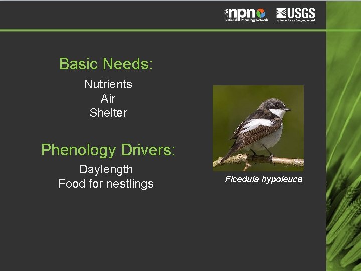 Basic Needs: Nutrients Air Shelter Phenology Drivers: Daylength Food for nestlings Ficedula hypoleuca 