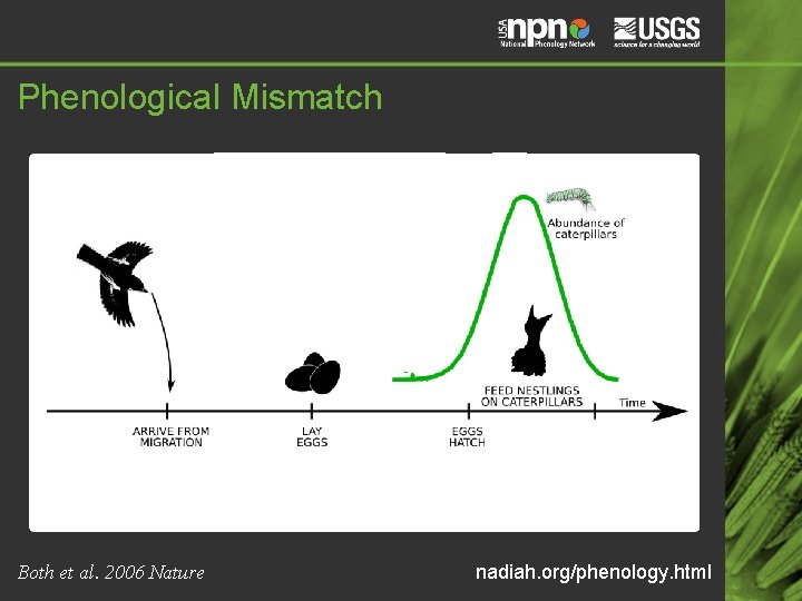 Phenological Mismatch Both et al. 2006 Nature nadiah. org/phenology. html 