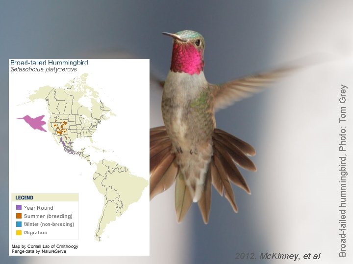 Broad-tailed hummingbird, Photo: Tom Grey 2012. Mc. Kinney, et al 