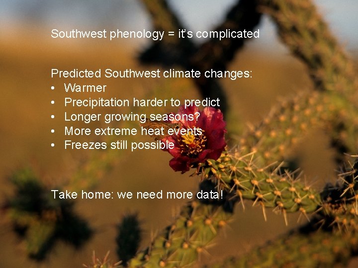 Southwest phenology = it’s complicated Predicted Southwest climate changes: • Warmer • Precipitation harder