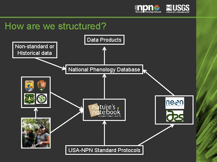 How are we structured? Data Products Non-standard or Historical data National Phenology Database USA-NPN