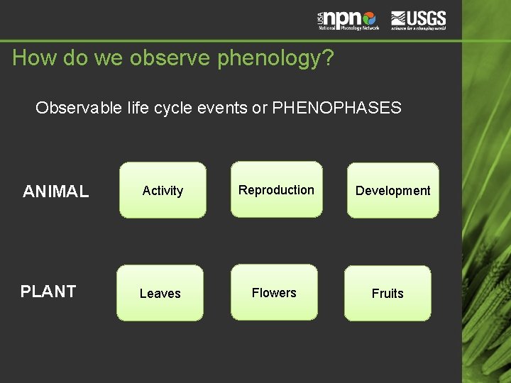 How do we observe phenology? Observable life cycle events or PHENOPHASES ANIMAL Activity Reproduction