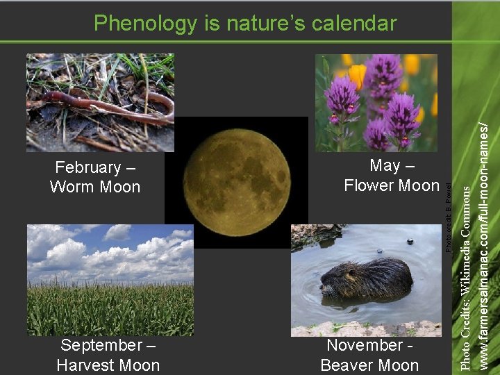 September – Harvest Moon May – Flower Moon November Beaver Moon Photo Credits: Wikimedia