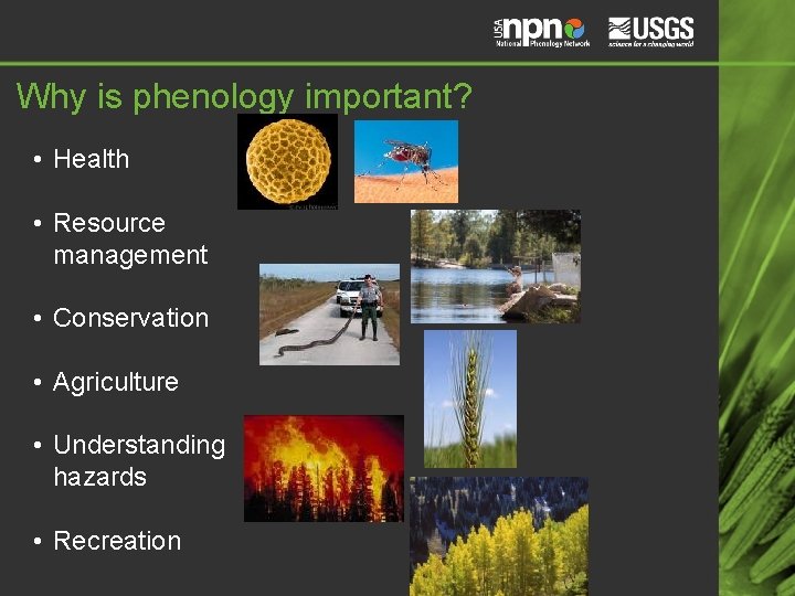 Why is phenology important? • Health • Resource management • Conservation • Agriculture •