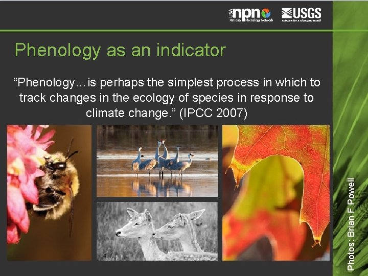 Phenology as an indicator Photos: Brian F Powell “Phenology…is perhaps the simplest process in